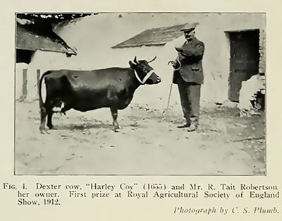 dexter-cows-1912